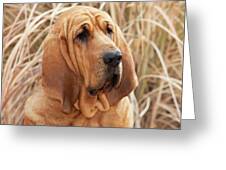 21 oz White 3dRose wb_140323_1Purebred Bloodhound dog in dried grass NA02 PWO0075 PiperAnne Worcester Sports Water Bottle 